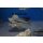 Mylochromis mchuse 7 - 8 cm