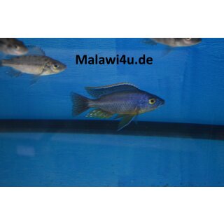 Protomelas lobochilus/hertae 7 - 9 cm