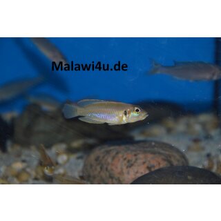 Lamprologus ocelatus Gold 3 cm